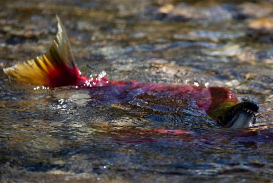 Spawning sockeye salmon in the Adams River  near Chase, B.C. in 2014